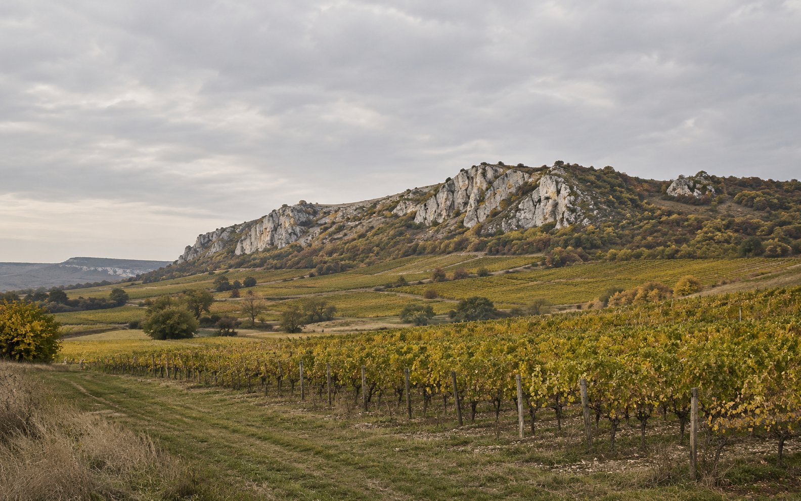 Pale limestone hills rise above autumn vineyard rows beneath a broad overcast sky.