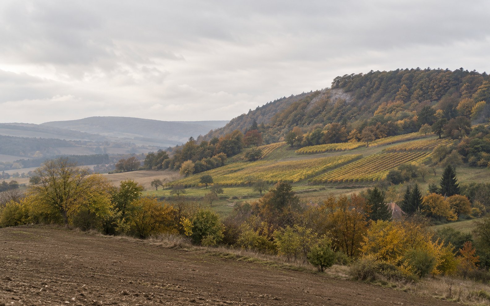 Autumn vine terraces sit below a wooded ridge, with a village roof partly hidden among trees.