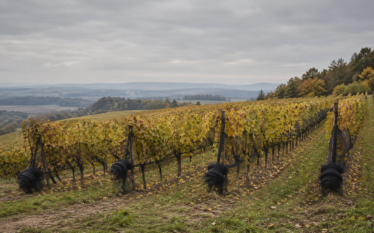 Close-planted autumn vines climb a gentle slope with protective netting rolled at the row ends.