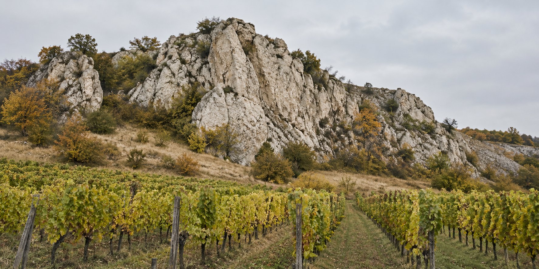 A pale limestone crag rises above dry grass and rows of yellowing vines.